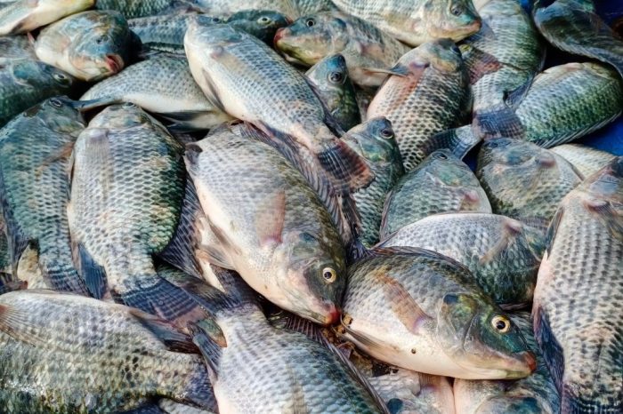 Temple Fish The Temple Tax, the Fish, and an Unusual Solution - Smart Head Start